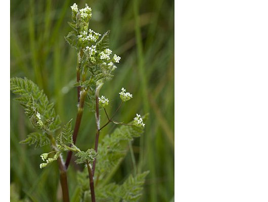 Anthriscus caucalis M. Bieb.