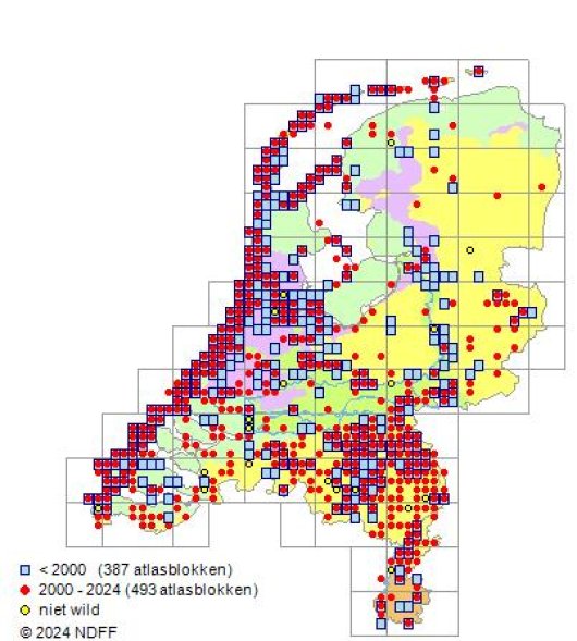 Anthriscus caucalis M. Bieb.