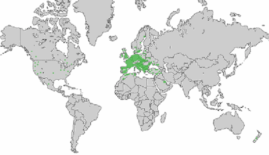 Anthriscus caucalis M. Bieb.