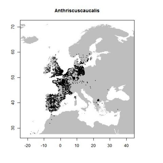 Anthriscus caucalis M. Bieb.