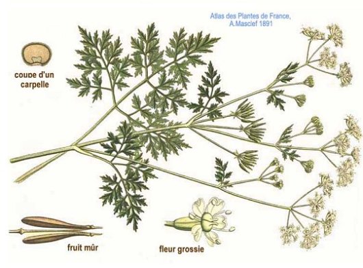 Anthriscus cerefolium (L.) Hoffm.