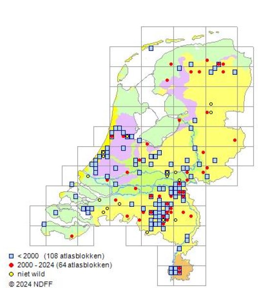 Anthriscus cerefolium (L.) Hoffm.