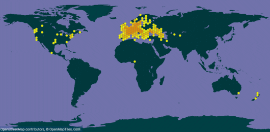 Anthriscus cerefolium (L.) Hoffm.