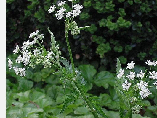 Anthriscus sylvestris (L.) Hoffm.