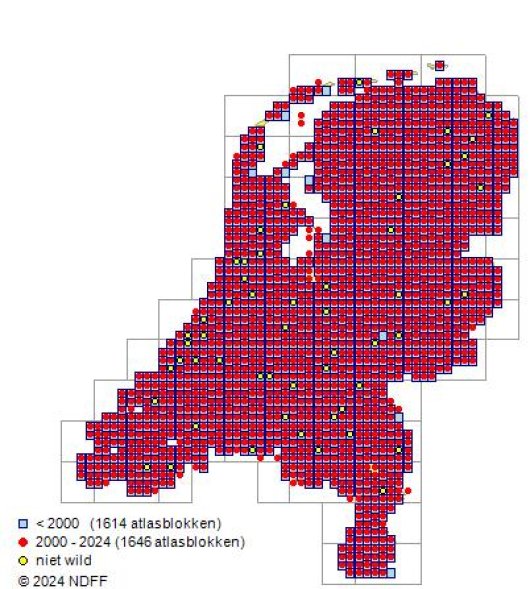 Anthriscus sylvestris (L.) Hoffm.