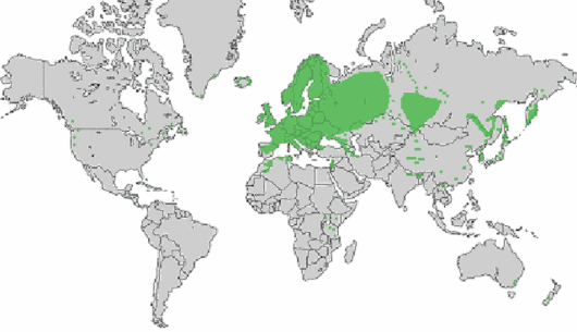 Anthriscus sylvestris (L.) Hoffm.