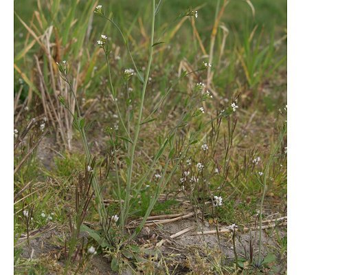 Arabidopsis thaliana (L.) Heynh.