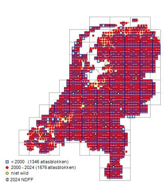 Arabidopsis thaliana (L.) Heynh.