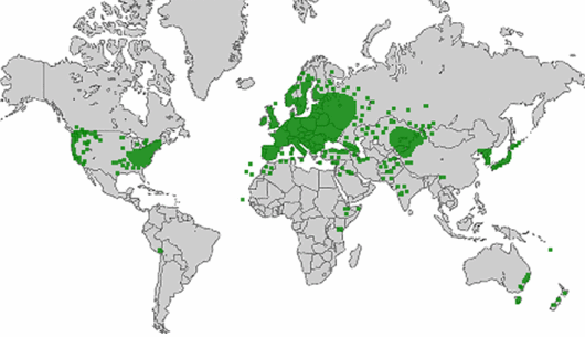 Arabidopsis thaliana (L.) Heynh.