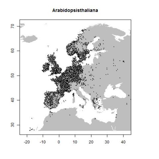 Arabidopsis thaliana (L.) Heynh.