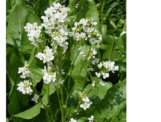 Armoracia rusticana G. Gaertn., B. Mey. & Scherb.