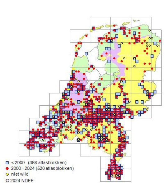Armoracia rusticana G. Gaertn., B. Mey. & Scherb.