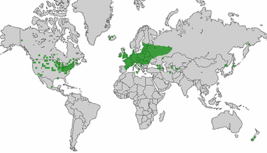 Armoracia rusticana G. Gaertn., B. Mey. & Scherb.