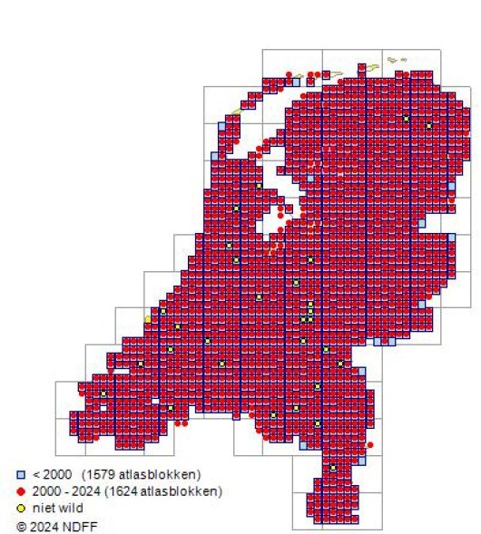 Arrhenatherum elatius (L.) P. Beauv. ex J. Presl & C. Presl
