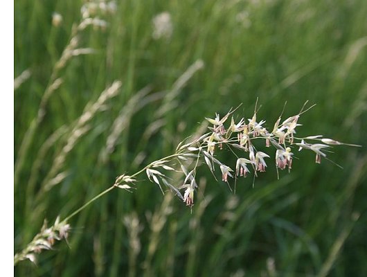 Arrhenatherum elatius (L.) P. Beauv. ex J. Presl & C. Presl