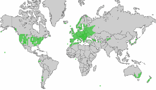 Arrhenatherum elatius (L.) P. Beauv. ex J. Presl & C. Presl