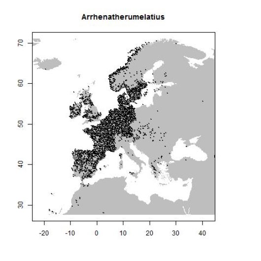 Arrhenatherum elatius (L.) P. Beauv. ex J. Presl & C. Presl