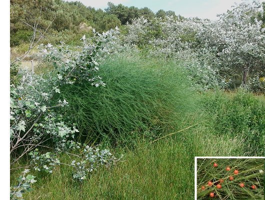 Asparagus officinalis subsp. officinalis L.