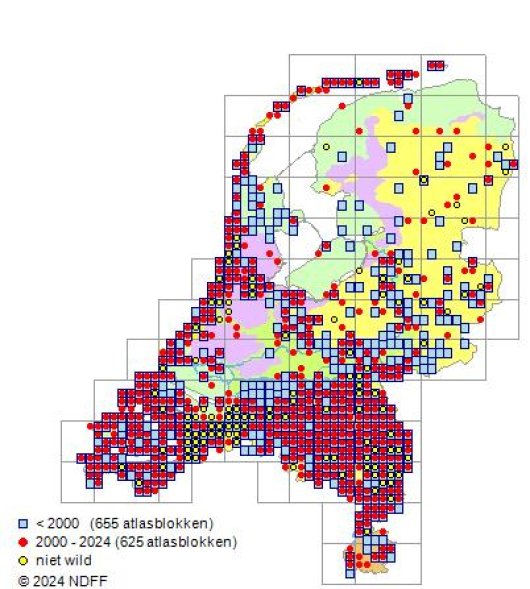 Asparagus officinalis subsp. officinalis L.