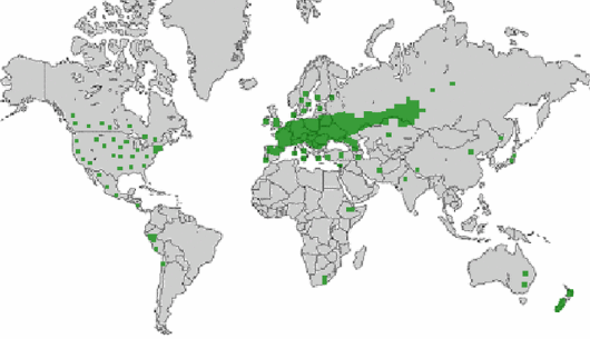 Asparagus officinalis subsp. officinalis L.