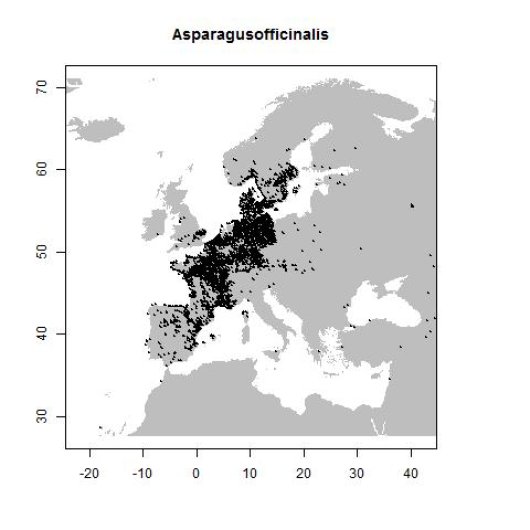 Asparagus officinalis subsp. officinalis L.