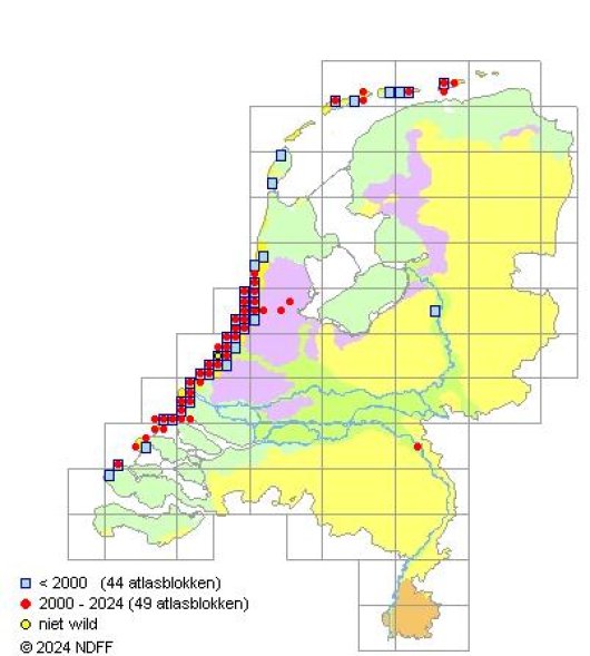 Asparagus officinalis subsp. prostratus (Dumortier) Corbiere