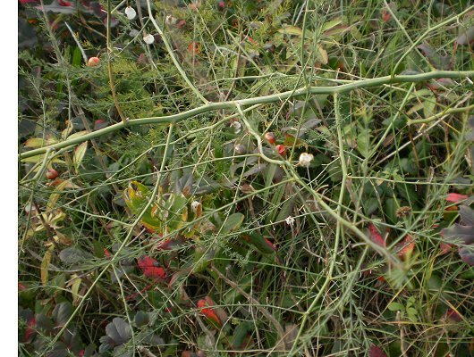 Asparagus officinalis subsp. prostratus (Dumortier) Corbiere