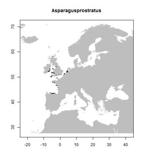Asparagus officinalis subsp. prostratus (Dumortier) Corbiere