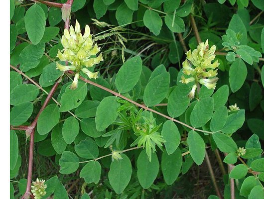 Astragalus glycyphyllos L.