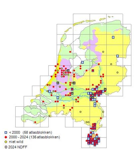 Astragalus glycyphyllos L.