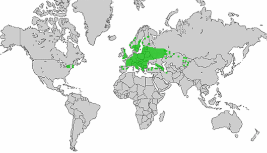 Astragalus glycyphyllos L.
