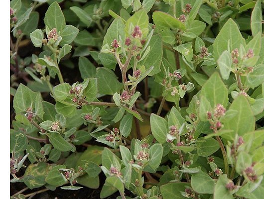 Atriplex glabriuscula Edmondston