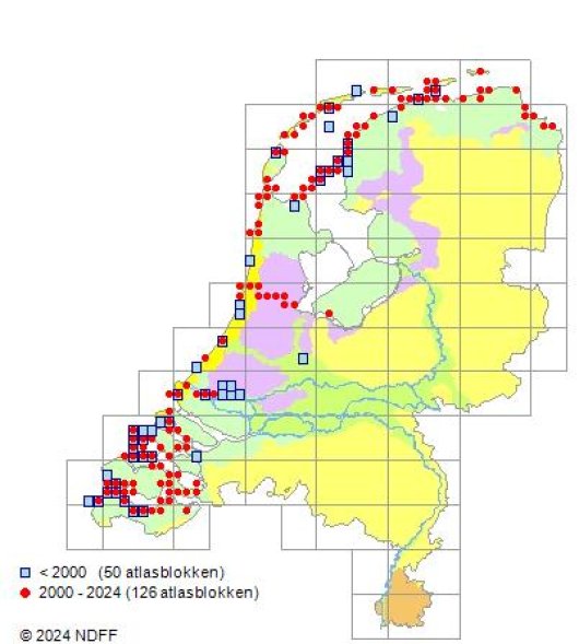 Atriplex glabriuscula Edmondston