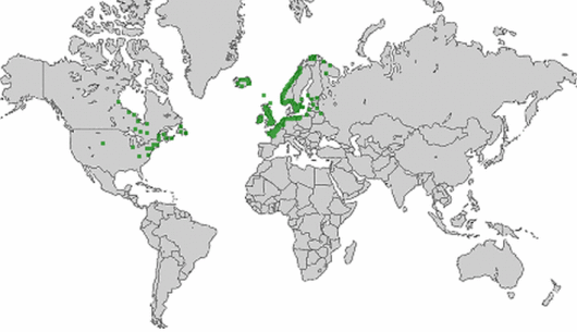 Atriplex glabriuscula Edmondston