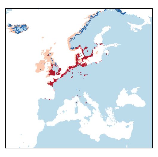 Atriplex glabriuscula Edmondston