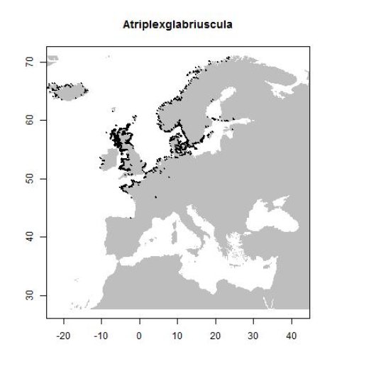 Atriplex glabriuscula Edmondston