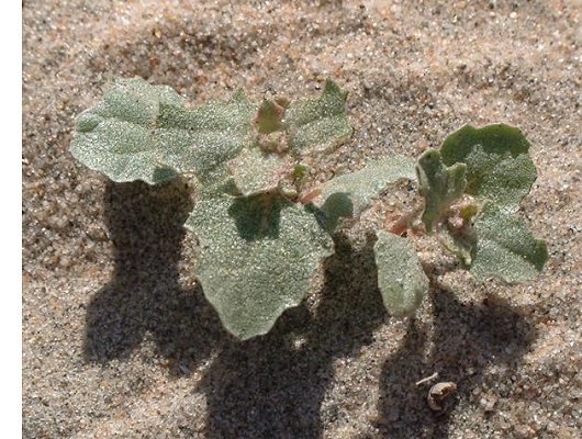 Atriplex laciniata L.