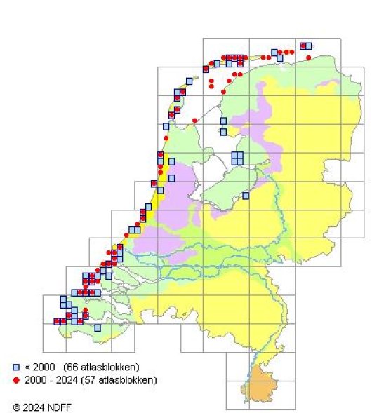 Atriplex laciniata L.