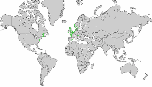 Atriplex laciniata L.