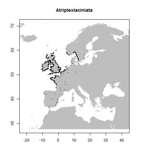 Atriplex laciniata L.