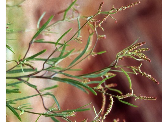 Atriplex littoralis L.