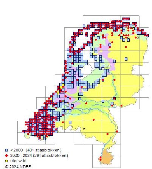 Atriplex littoralis L.