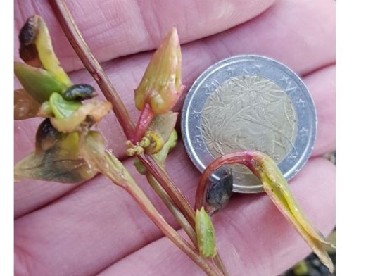 Atriplex longipes Drejer