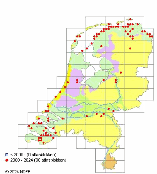 Atriplex longipes Drejer