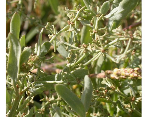 Atriplex pedunculata L.