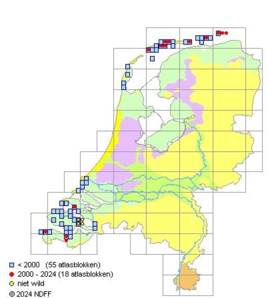 Atriplex pedunculata L.
