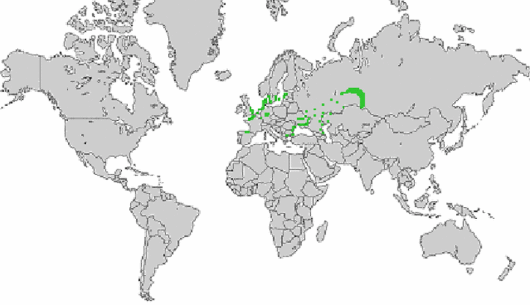 Atriplex pedunculata L.