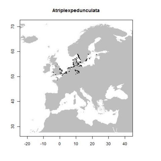Atriplex pedunculata L.