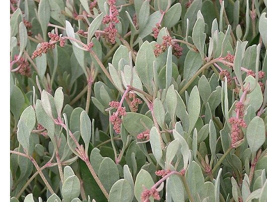 Atriplex portulacoides L.