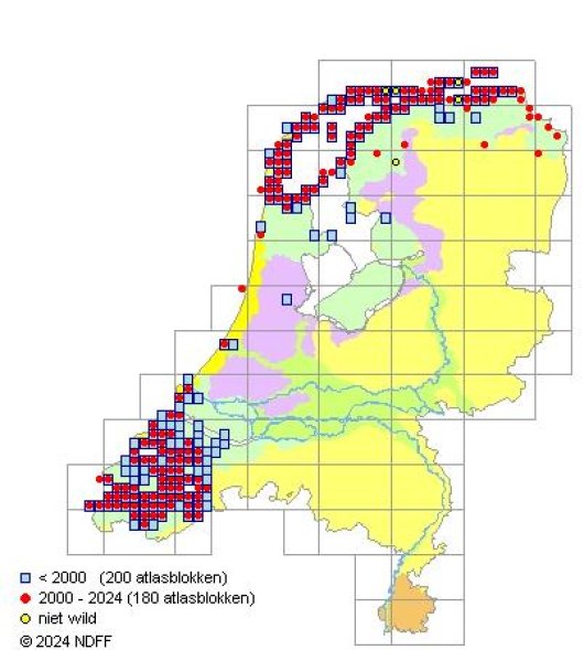 Atriplex portulacoides L.